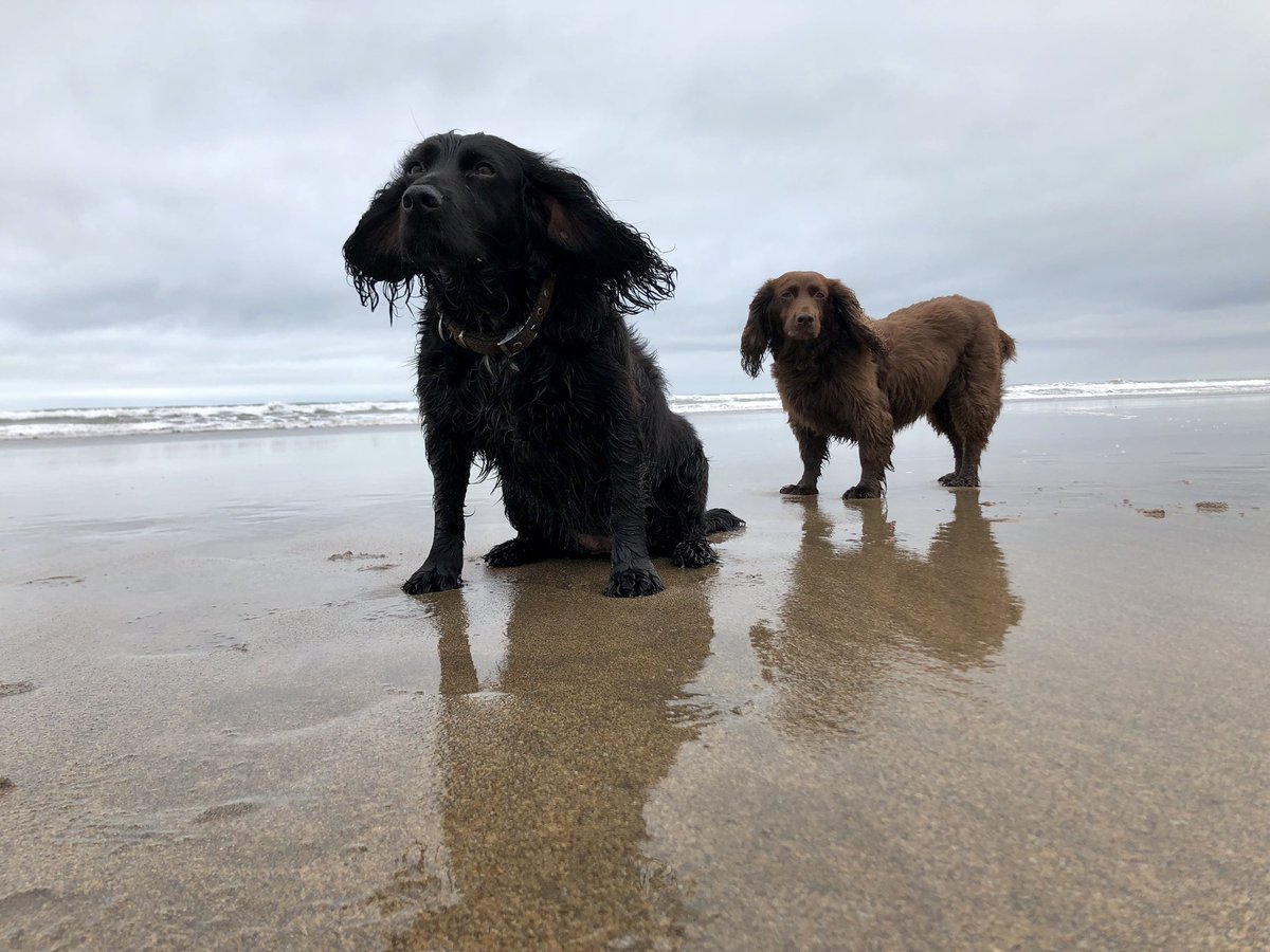 Catching the breeze.

@gwelmor #WidemouthBay #Cornwall #dogfriendly #dog #doglovers #kernow #beach #sea #winterwalkies #surf #holiday #ilovecornwall #cornish #travel #holidaydestinations #travelinspiration #coast #thepetsbiz