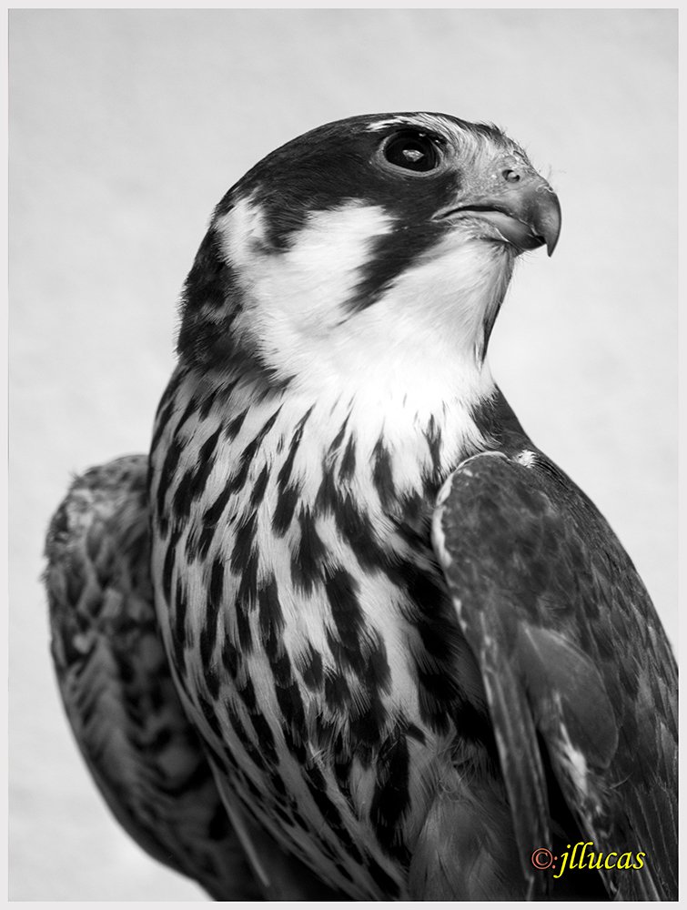 Alcotán europeo.
(Falco subbuteo).