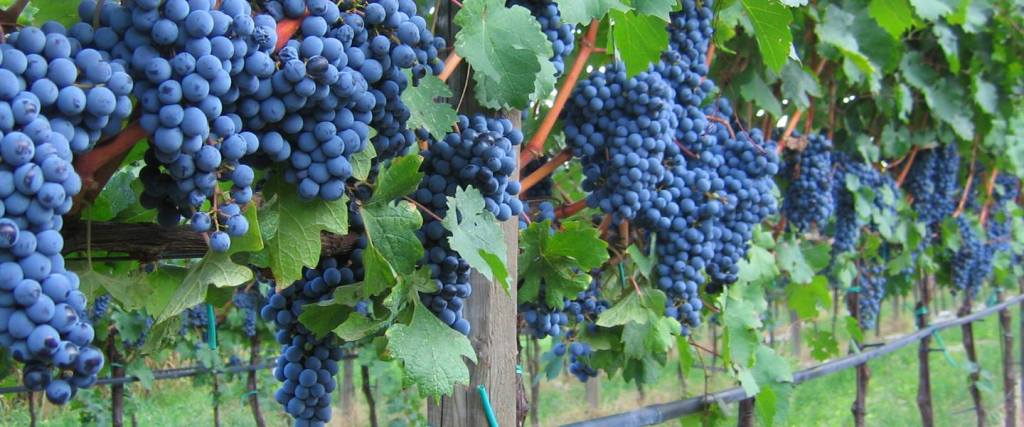 Gli appuntamenti con il gusto: il Cabernet Sauvignon. Sabato 9 febbraio, h. 20:30 cyranolibri.wordpress.com/2019/02/05/gli…