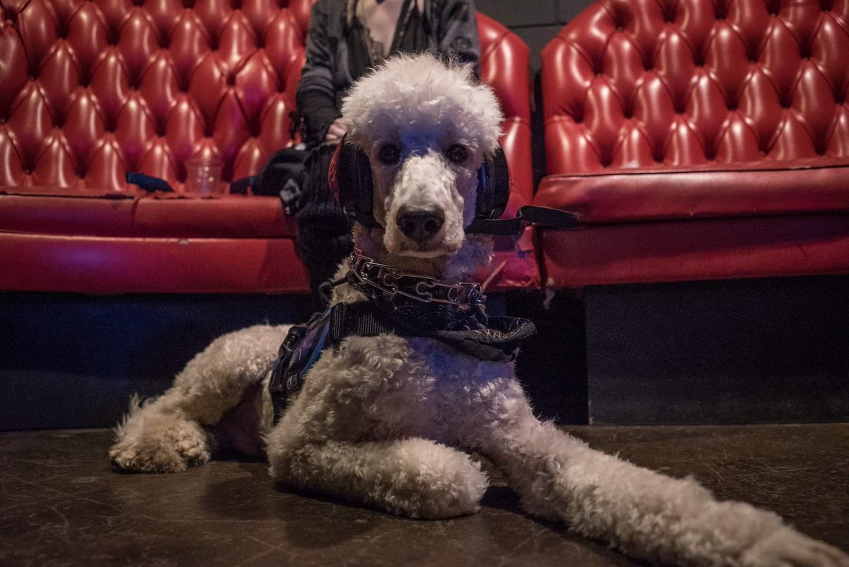 Sunsinger_band's tweet photo. Ollie says that you should check out our single "Crystal" on #spotify!
📷: Eric "Merch man" Fields
#servicedog #sunpup #sunsinger #progressive #metal #poodle https://t.co/wx6rZ3umF5
