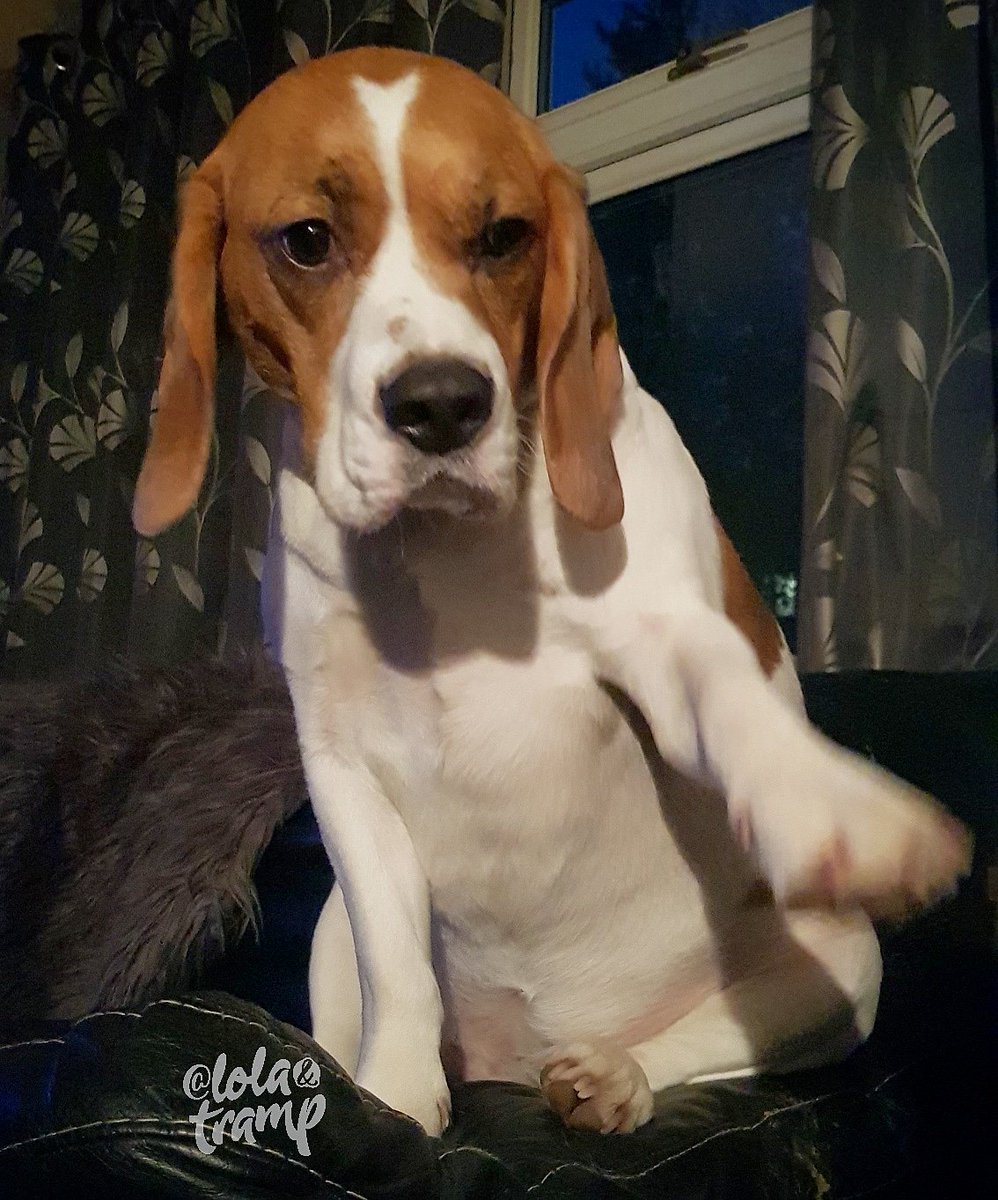 TrampLolaBeagle's tweet photo. I did NOT say to stop scratching my belly hoomie, continue please π€π€π€£π€£ππππ
#beagle #dogsoftwitter #hoomanProblems https://t.co/WNiNh8ucwe