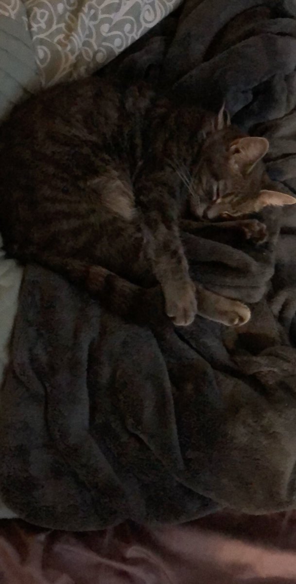 https_bree's tweet image. Looks like I don’t have to get rid of my baby girl after all. ❤️ You’re sweet when you wanna be and a bed hog sometimes. I don’t know why you like the center of the bed but that’s alright.