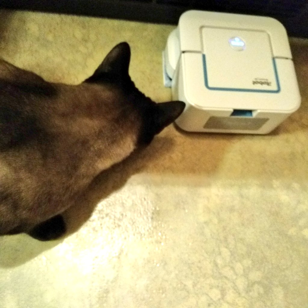 YakuziSchatz's tweet photo. Hey Leute, darf ich vorstellen:
Unsere neue #Putzhilfe Flohberta 🤖😸
#Wischroboter
#Putzroboter
Ein bisschen mürrisch ist sie schon😼😹 https://t.co/sDZlNlHLsl