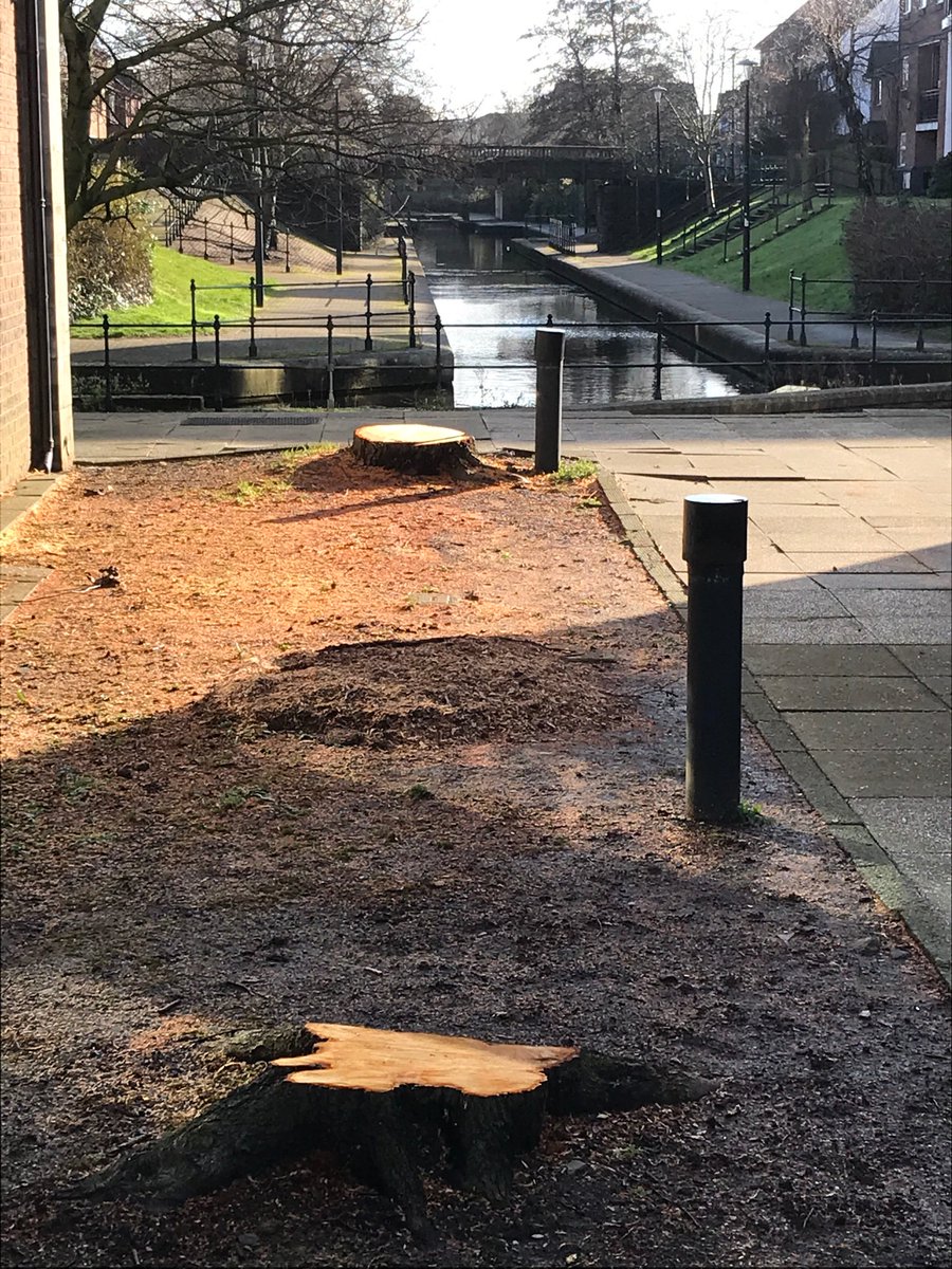 IoloWilliams2's tweet photo. More mature trees cut down in Cardiff. Anyone in authority down there heard of climate change or the Future Generations Bill? No? Didn’t think so. Disgraceful! https://t.co/2PWDEL7vrn