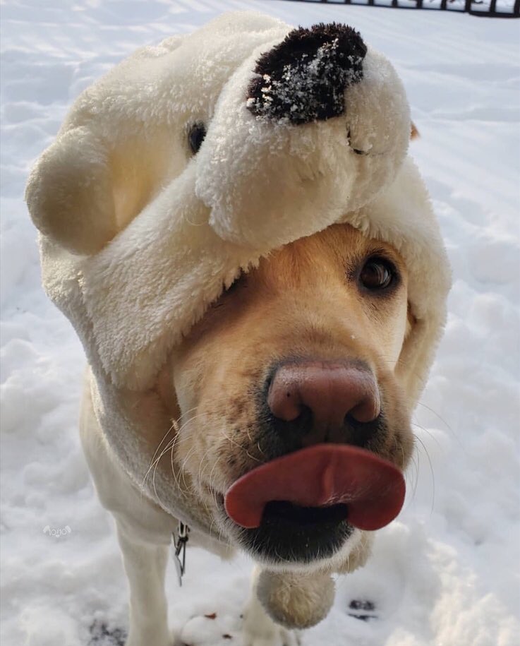 I know it’s cold out so this can get confusing, but we only rate dogs. Please don’t send in flirtatious polar bears. We don’t know what to do with them. Thank you... 12/10