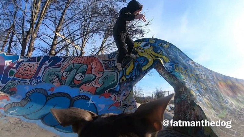 WarehouseSkate's tweet photo. Train your dog to be more like this bull terrier, who films some great footage of skaters doing their thing. 🐶https://t.co/vgulLw2VHX #skateboarding https://t.co/7UdFzgUGV9