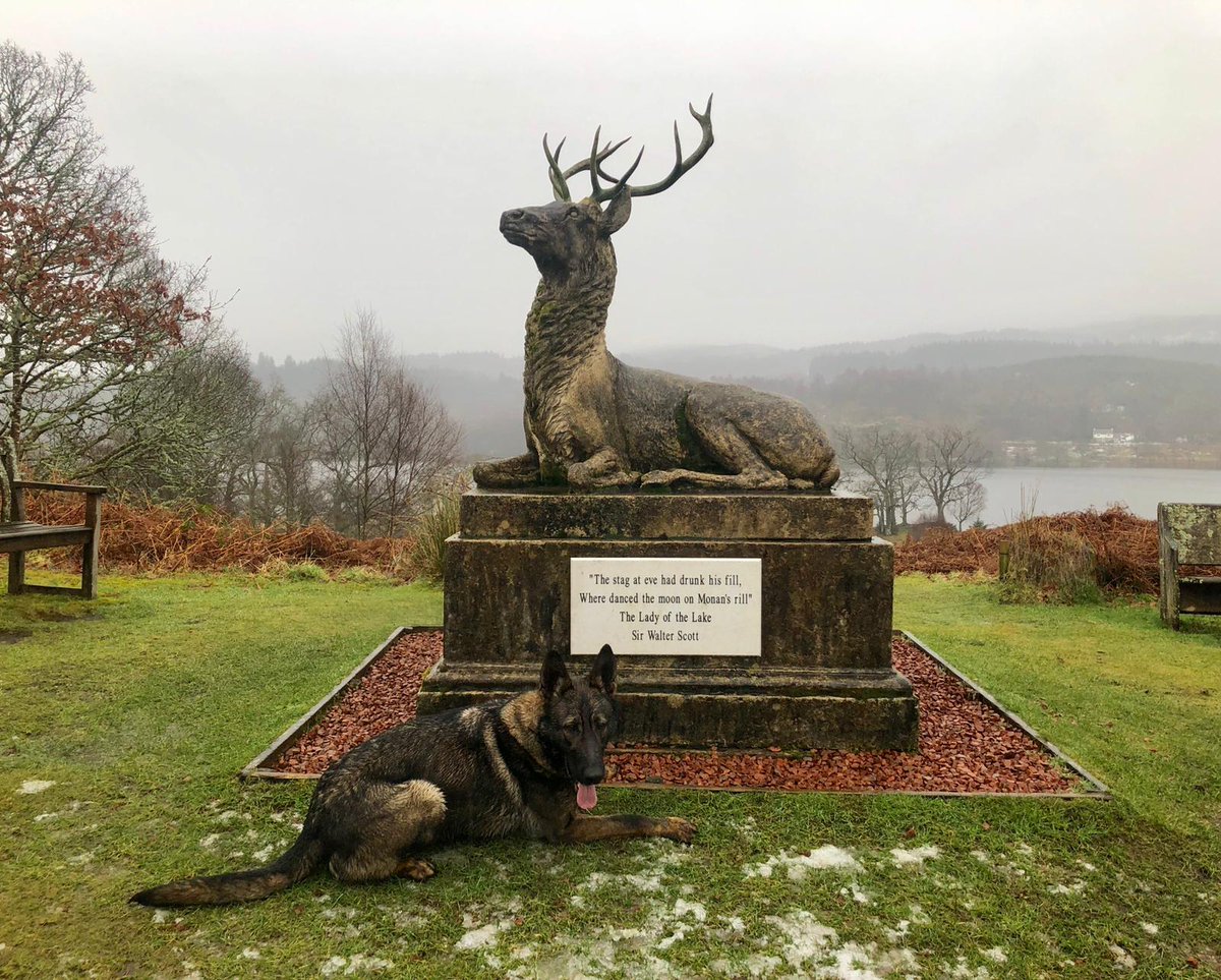 PSOSDogs's tweet image. #PDAva sporting a beautiful #TongueOutTuesday whilst having a day off at Loch Achray😍 #DaysOff #Trossachs 🐾🐶 @lomondtrossachs