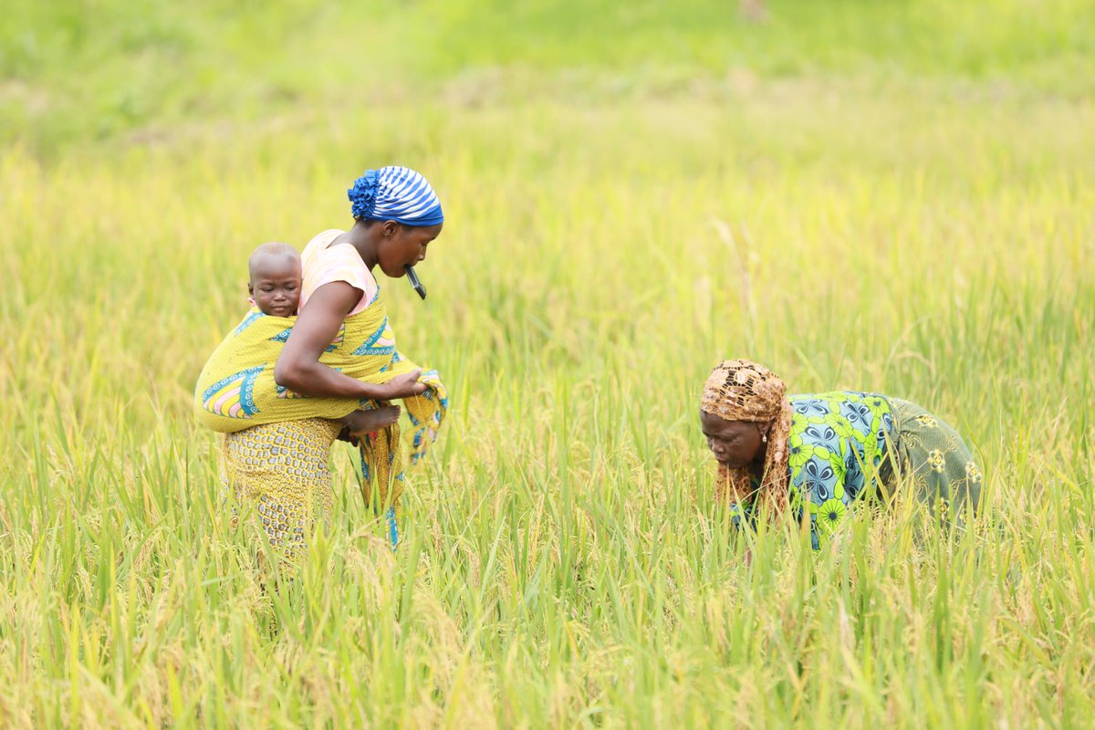 #DidYouKnow: By 2030, the size of the food and #agribusiness market in #Africa will reach $1 trillion? 
Invest in #Agriculture! 🌱