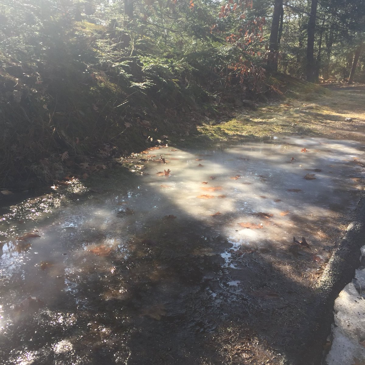 Sophfronia's tweet image. Sun. Melting ice like clouds on the soft earth. 61 degrees in #SandyHook. #FalseSpring @gilsimmons