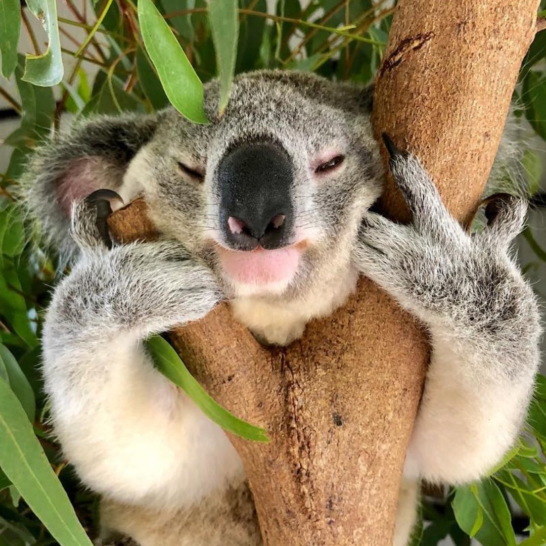 Hang in there, mate, we’re already halfway through the week 🐨 

(Koala Casey via @australiazoo, @queensland) #seeaustralia #thisisqueensland