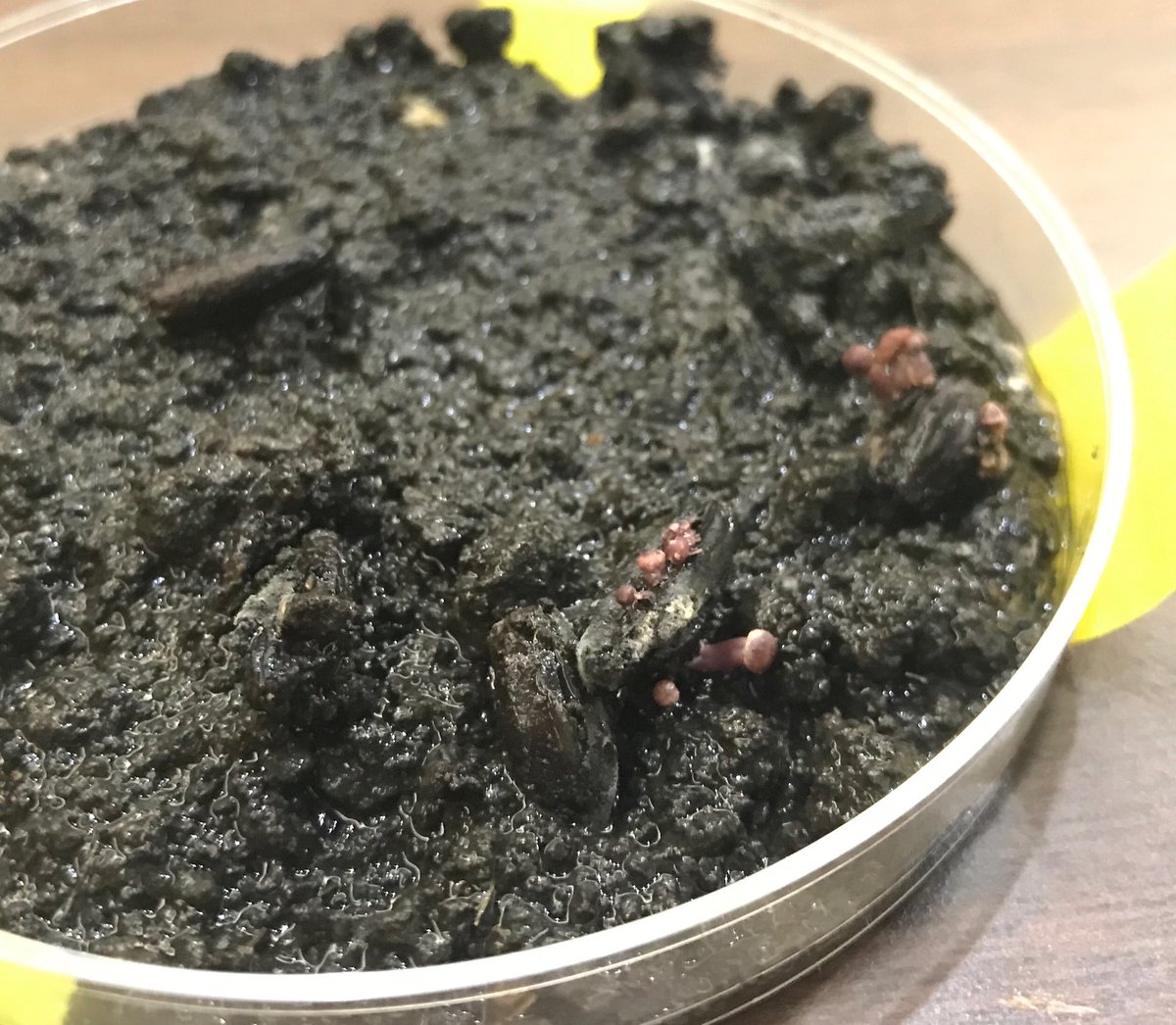 NDSUcerealpath's tweet photo. Ergot pathogen alive and well! https://t.co/UPXrhJYgNy