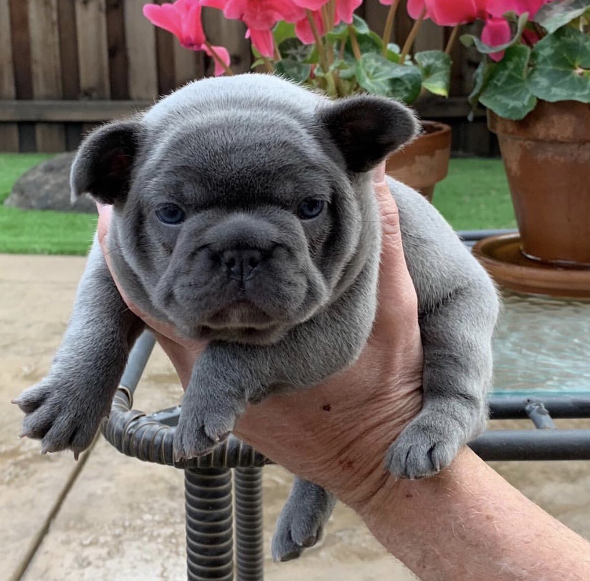 french bulldog squishy
