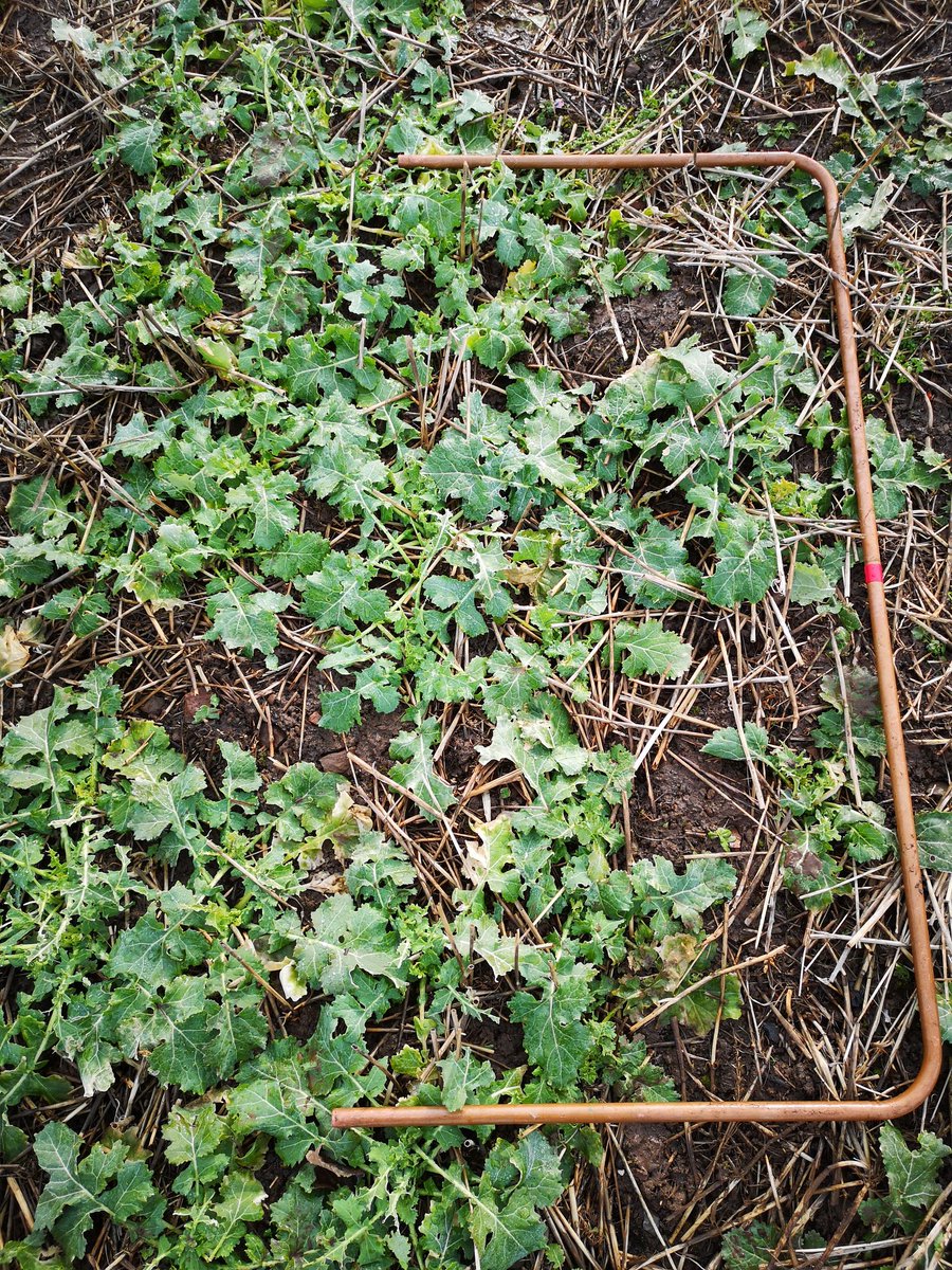 HuttonCSC's tweet image. #Crop counts in direct drilled #oilseed rape at the CSC.