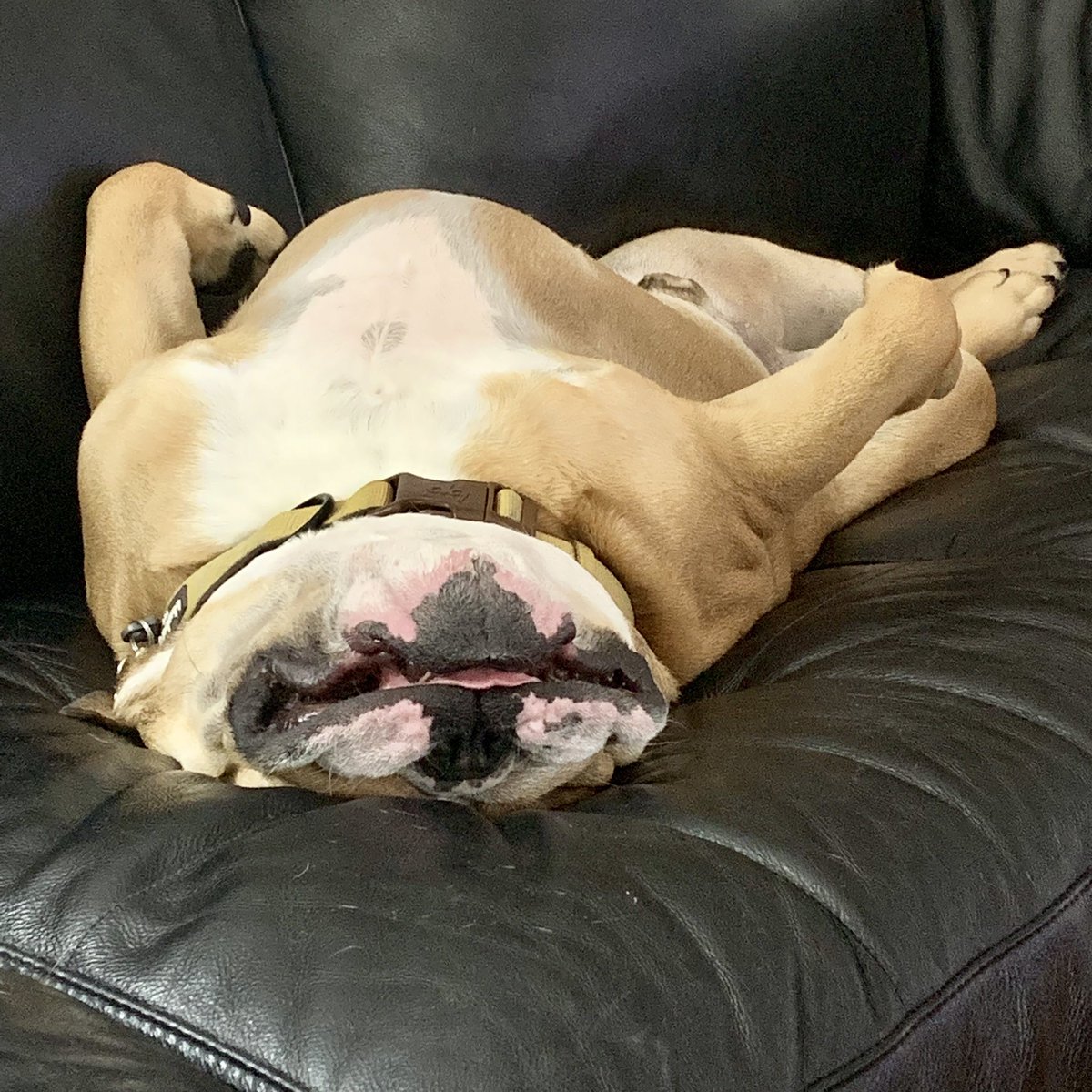 MichelleSandlin's tweet image. If only we could all sleep so well!
#LifeOfMax #TongueOutTuesday