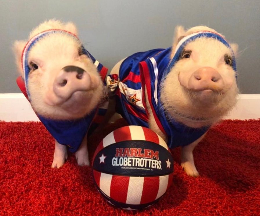 Harlem Globetrotters tweet media