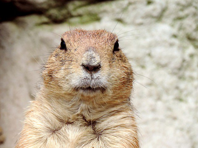 sentandsecure's tweet photo. Risky is thinking it's okay to put your winter clothes away when it's 60 degrees in NYC in February. Sending files safely shouldn't be as arbitrary as a groundhog predicting the weather. Stay safe, use #SENT. #ShouldHaveUsedSENT #TuesdayMotivation #SecureFileTransfer https://t.co/T3bFcbcu0E