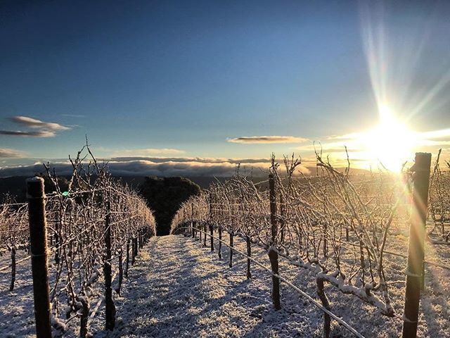 Visit Napa Valley (@visitnapavalley) on Twitter photo It doesn't happen often, but a dusting of snow (yes, real snow!) blanketed the Napa Valley mountaintops this morning! ❄️🏔⛷⠀
⠀
📷<a href="/arnycacellars/">Arnyca Cellars</a>⠀
⠀
#VisitNapaValley bit.ly/2TDCvxz It doesn't happen often, but a dusting of snow (yes, real snow!) blanketed the Napa Valley mountaintops this morning! ❄️🏔⛷⠀
⠀
📷<a href="/arnycacellars/">Arnyca Cellars</a>⠀
⠀
#VisitNapaValley bit.ly/2TDCvxz