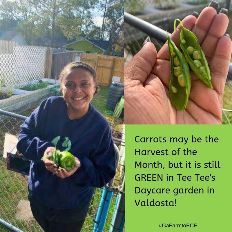 Quality Care for Children recently visited Kim Jackson's Tee Tee’s Daycare in Valdosta, one of the early childhood programs participating in the Ga Farm to ECE coalition. Look at those green peas and bell pepper! #GaFarmToECE #HarvestOfTheMonth #GreenVeggies