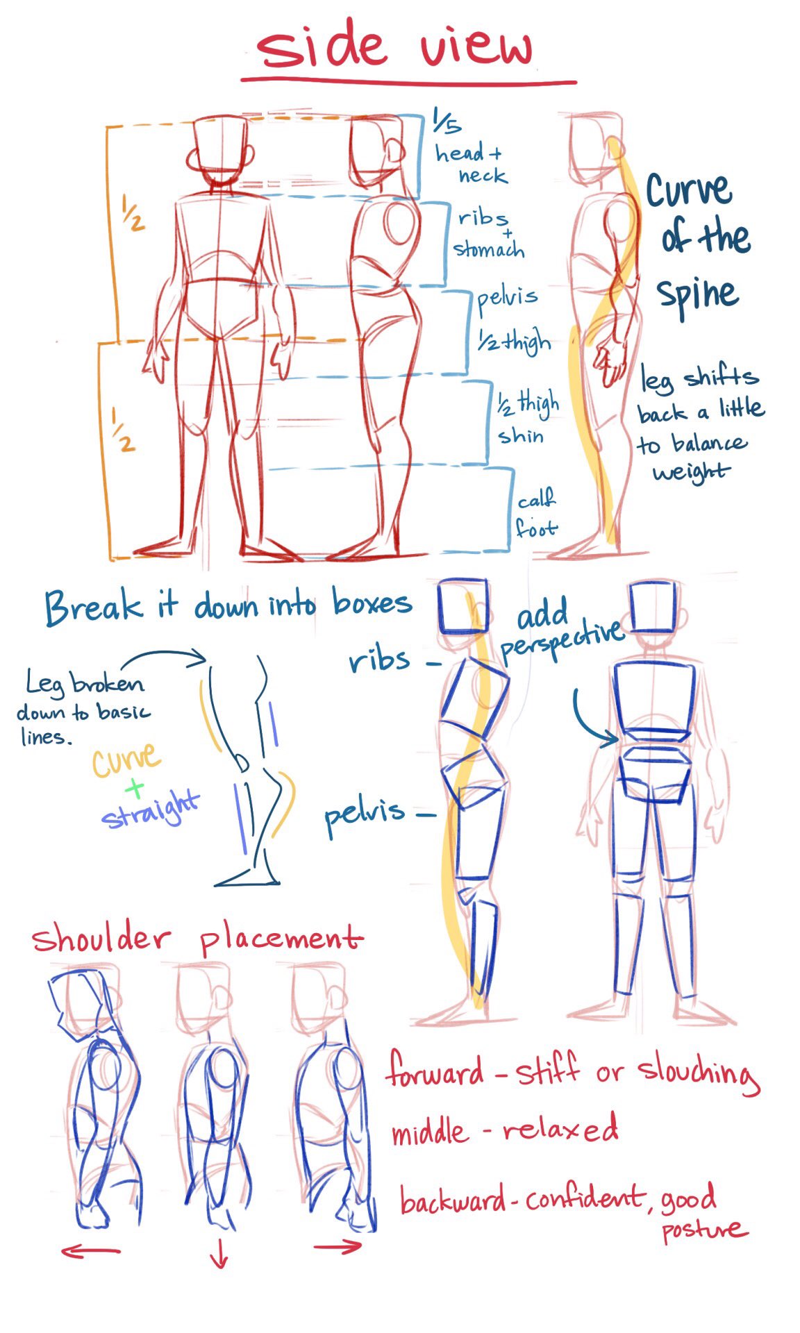Art Tips/Refs/Techniques! on Twitter "Side view Anatomy Tips by