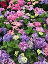 1ok's tweet image. Flowers to re-tweet about 😘