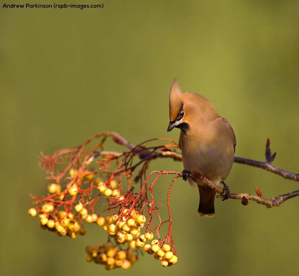 It's certainly felt like a 'Waxwing Winter' this year in the UK, to celebrate we are showcasing some of our favourite images of these cracking birds from the RSPB Images photo library, starting with this lovely shot by Andrew Parkinson! More found here: natu.re/hGPY9E