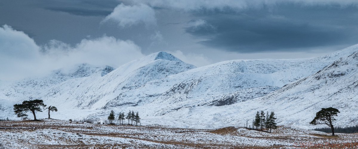 One from the weekend. “Five Deer”. May need a click as 2x1. #nikon #landscapephotography #Winterwatch #winter2019 #winterlandscapes