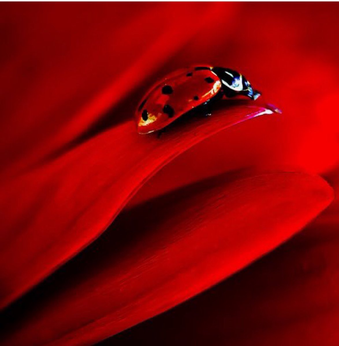 frenchthreadso2's tweet image. 🌹 IDÉES DE CADEAUX POUR LA SAINT VALENTIN (partie 1 : POUR LUI) 🍄 @frenchthreadso2