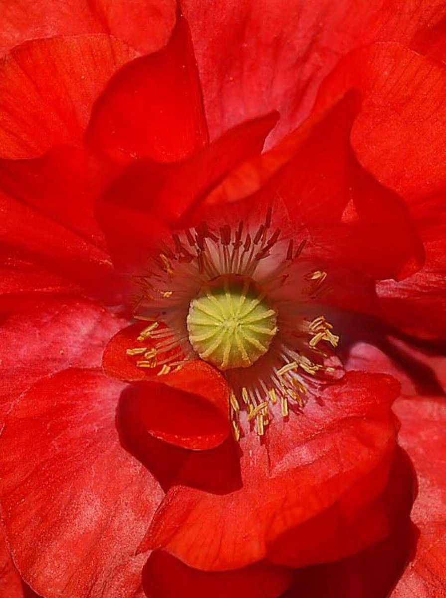 frenchthreadso2's tweet image. 🌹 IDÉES DE CADEAUX POUR LA SAINT VALENTIN (partie 1 : POUR LUI) 🍄 @frenchthreadso2