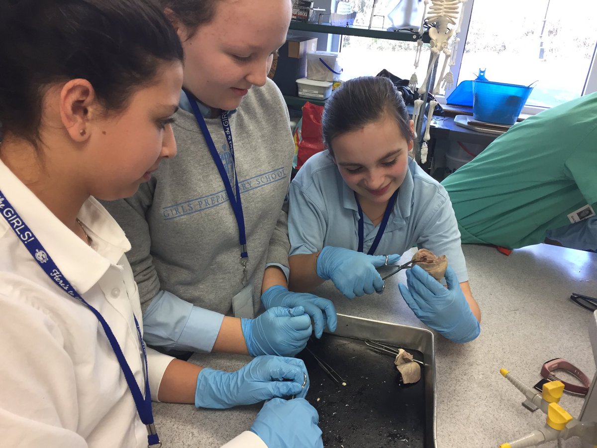 GPS_MSDOS's tweet image. Up close and personal with calf hearts in sixth grade science!