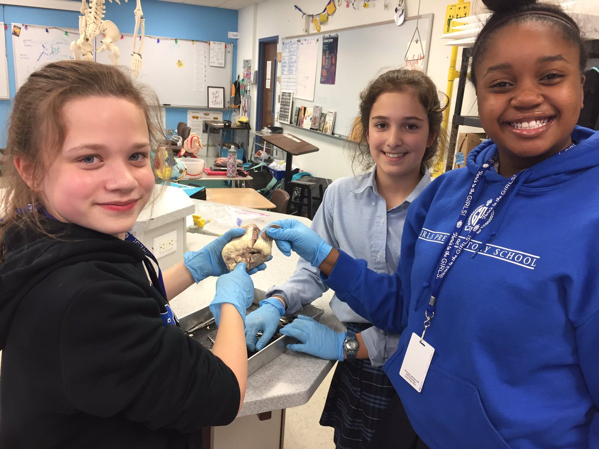 GPS_MSDOS's tweet image. Up close and personal with calf hearts in sixth grade science!