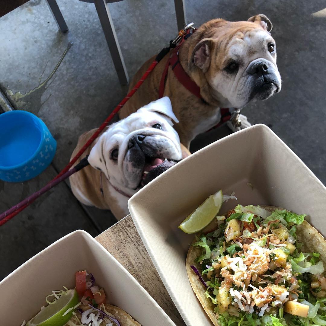 plfishshop's tweet photo. It’s a party! #TacoTuesday is always better when you’re with your friends!

📷: @oviethebulldog https://t.co/9s5QqxG0Td