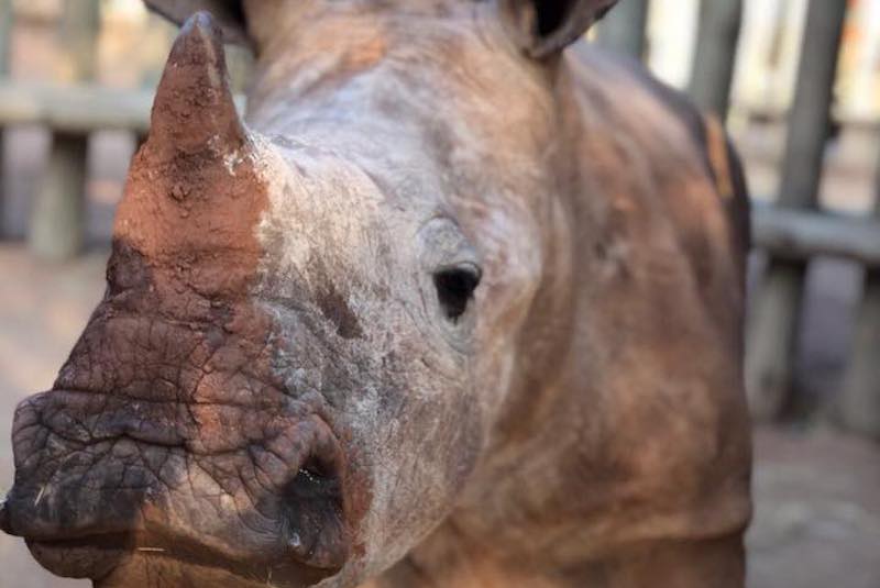 There's one thing we know for certain, Rhinos are in danger of becoming extinct. Join <a href="/InternAfrica/">Internship Opportunities - Africa</a> at a rhino orphanage and help in the efforts to restore their populations. 

govoluntouring.com/rhino-sanctuar…