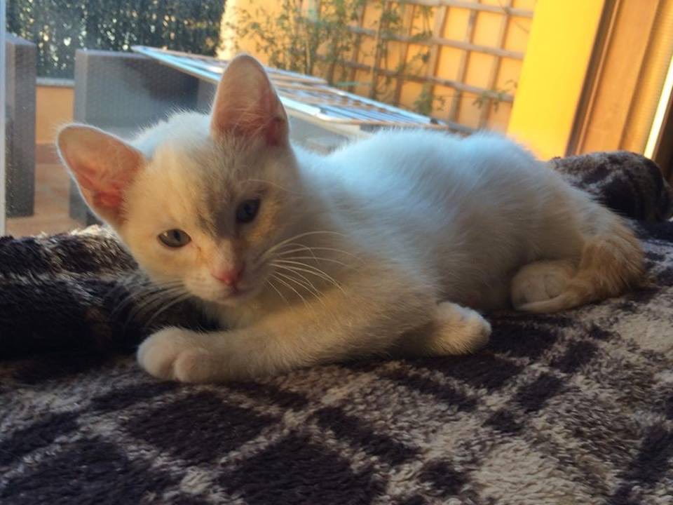 Hi, I’m Nieve and I love cuddles 😻 
I was found on a street all by myself. Now I hope to find a #foreverhome with a #cat furiend soon!
🐾 born: Dezember 2018
🐾 red point #siamese mix 
🐾 dogs 👍🏻✅
#AdoptDontShop #TummyRubTuesday #TRT #TunaTuesday #CatsOfTwitter #adoptme