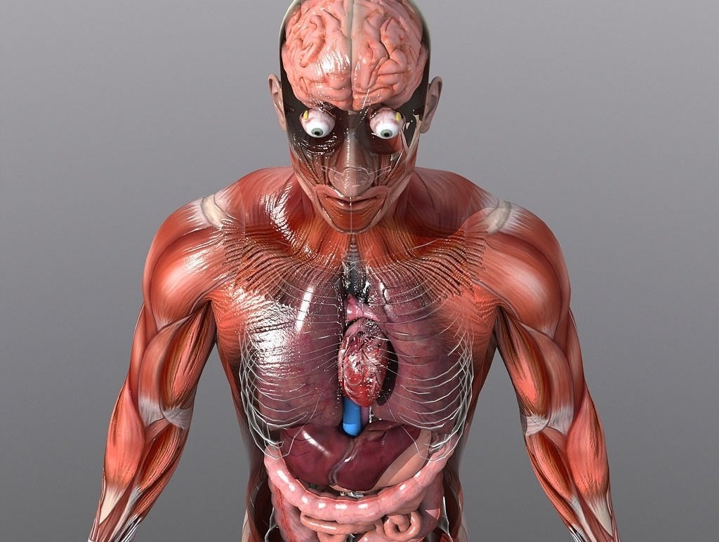 Внутренние органы человека 3d