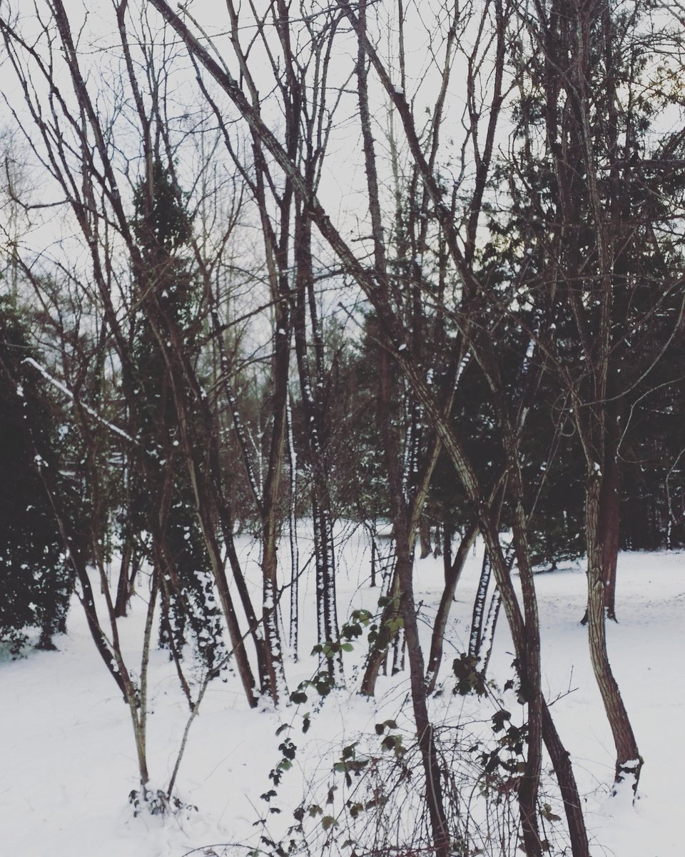 firien38's tweet photo. Winter walk in the pacific northwest.  Snow and cold and slippery.  #pnw #nature #trees #naturewalk #pnwlife https://t.co/FwunNHiUr8