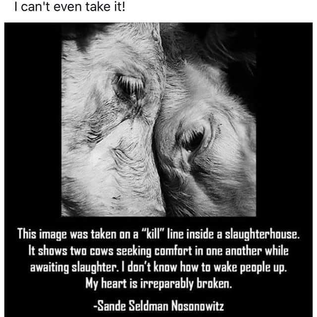 #GoVegan #OpenYourEyes #OpenYourHeart #MeatisMurder #AnimalsWantToLive #Heartbreaking