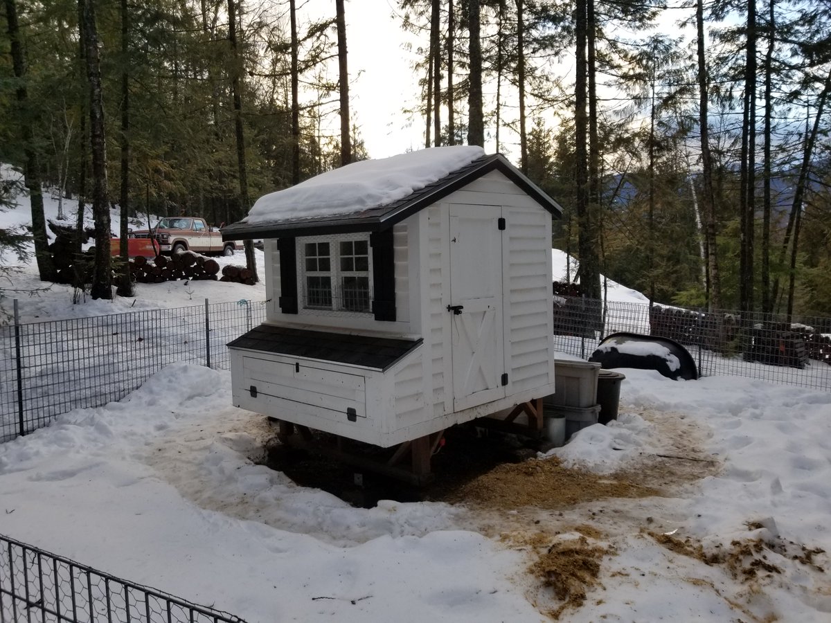 EssentialMount4's tweet photo. Another cold day at the coop! #ChickenChallenge #chickenrecipe #coldchicken #eggmaker https://t.co/xWKYxndcR6