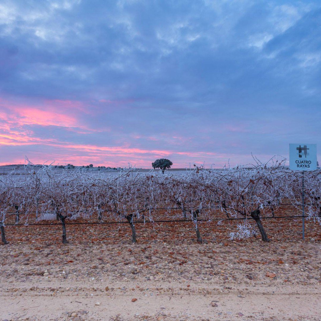 CognacOne's tweet photo. ❄ The frosty winter vines at Bodega Cuatro Rayas ❄
—
The history of the winery dates back to 1935, eighty years of history and hard work have made #CuatroRayas a reference in Spanish white wines today!
—
 #Repost from @CuatroRayas
#DORueda #vineyardlife #wintervines #winerytour https://t.co/lyewNoUnpb