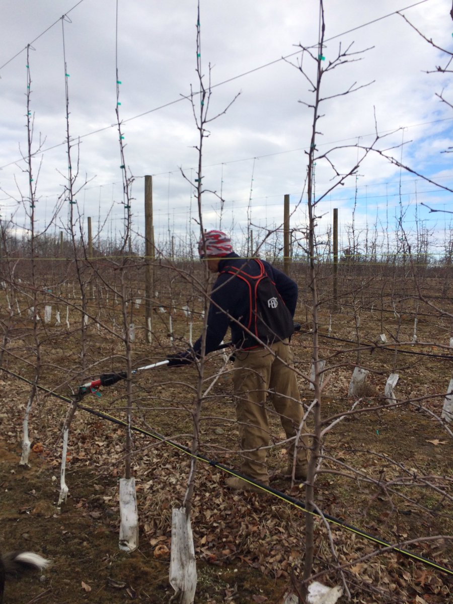 Barden_Orchard's tweet photo. Many people ask what we do in the winter at Barden Family Orchard!  We make cider, pack out apples for wholesale orders, our awesome Saturday team does Farmers Markets and our awesome weekday team is pruning and clipping trees. Here is a typical winter day in good weather!! https://t.co/7R7NzHvMrG