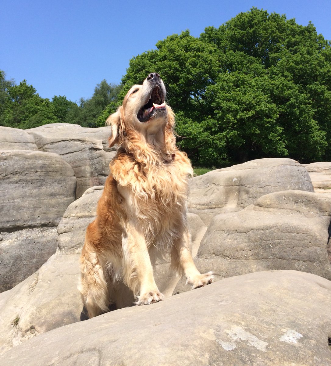 PipTheDog5's tweet photo. @RoyalTunWells 🐕😀
Wellington Rocks... 🏔
My VERY favourite place in the whole world! 💖
Here I am a #LionKing! 🦁
#HakunaMatata #Mafasa
#GoldenRetriever #DogCelebraton https://t.co/XwHimgvgJF
