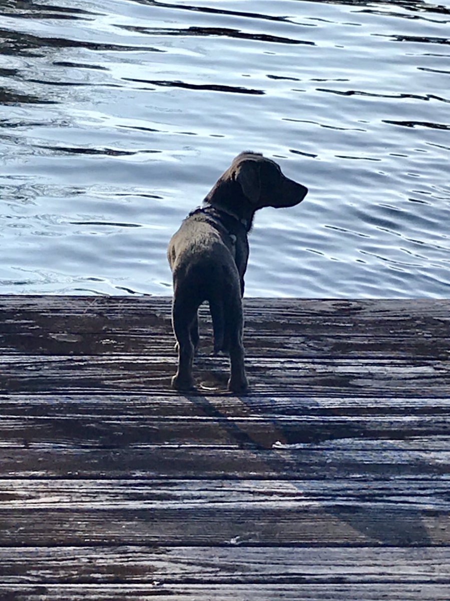 Munson looks ready to explore the lake! Me too, buddy! Me too!