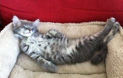 catsscrapers,,, (@catsscrapers) on Twitter photo 