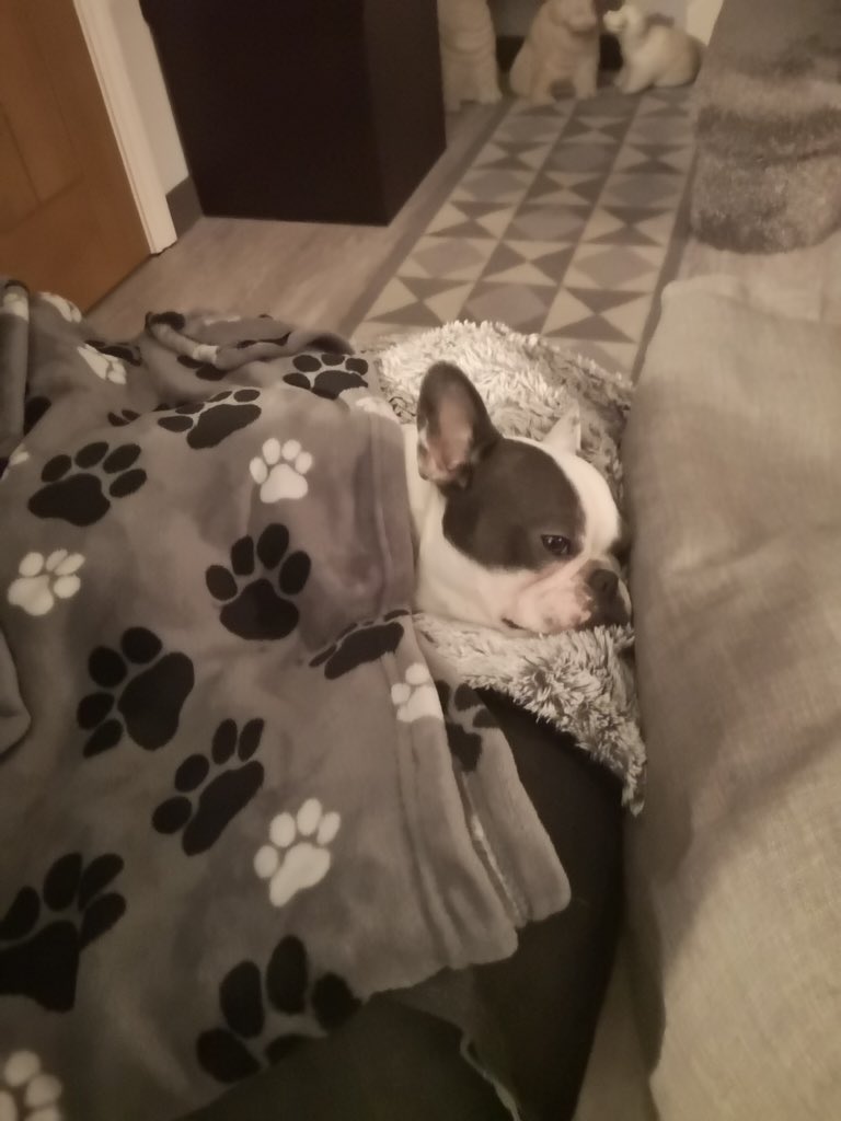 IggyBFrenchie's tweet image. 