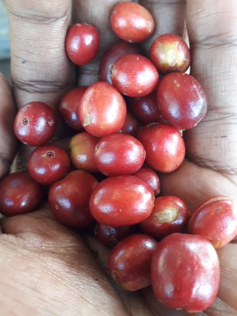Ethiopia - Arsi