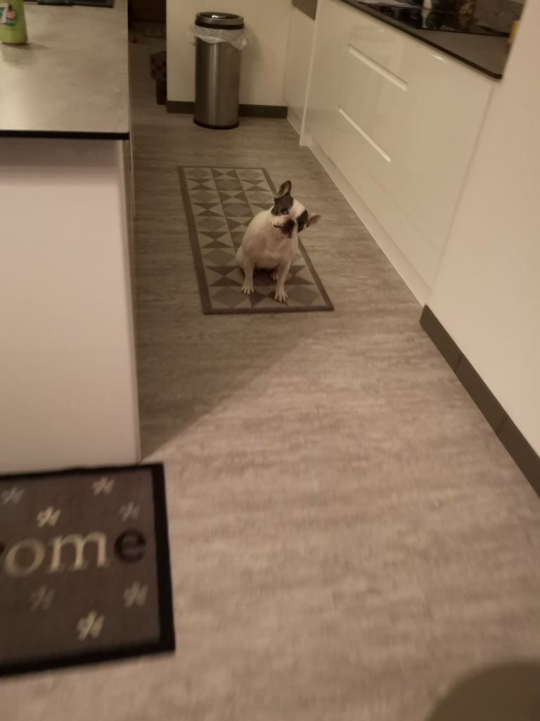 IggyBFrenchie's tweet image. Wonky IggyB