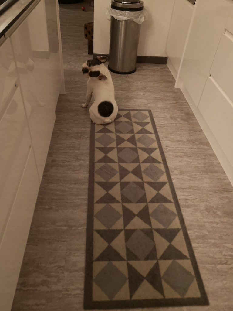 IggyBFrenchie's tweet image. Wonky IggyB