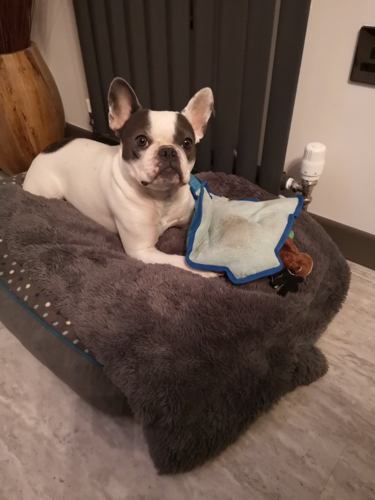 IggyBFrenchie's tweet image. 