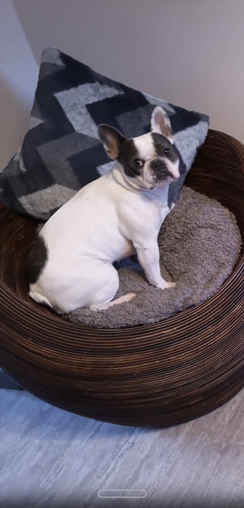 IggyBFrenchie's tweet image. IggyB