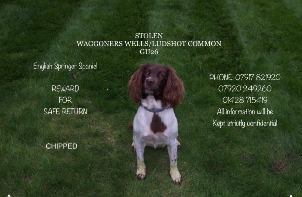 Carolin33117242's tweet photo. Where did you go INDIE? ☹️Do you recognise her? Did you take her? She belongs with her family! 😞😞😞
#stolen #springerspaniel #mustfindindie https://t.co/LFgG6xtILc