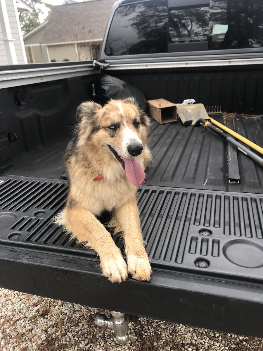 br_straitvibin's tweet image. So this random dog showed up to my house to hang today here’s the thread of what we did